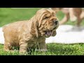 [Playlist🎵]  껌 크기가 이정도였나?🐶  / 과제하기 싫을때 듣는 플리 /가사없는플레이리스트❗️ / 통통튀는음악🎉 / 기분좋아지는음악🌞 / 긍정적인음악 💛
