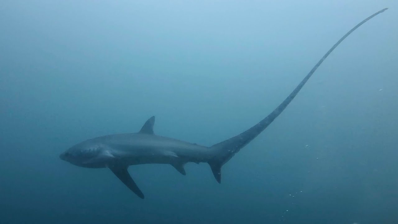 Thresher Shark -  Philippines, Malapascua 09.02.2026