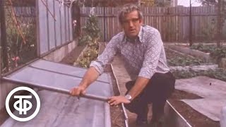 картинка: Как укрыть подмосковный виноград от морозов. Наш сад (1982)