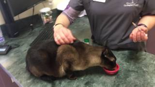 Giving Your Cat a Sub Cutaneous(SubQ) Injection