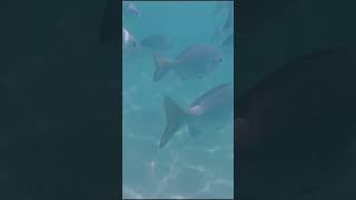 LA HERMOSA PLAYA DE ISLA MUJERES