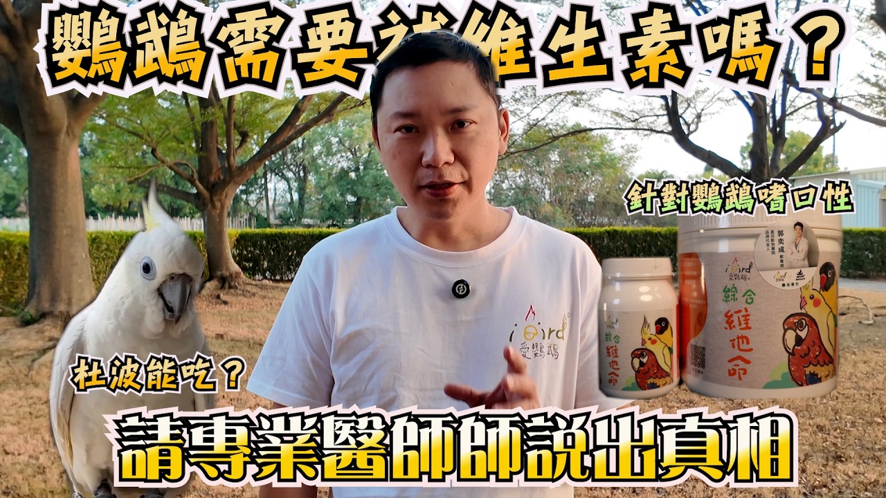 鸚鵡營養大解析｜綜合維他命對鸚鵡有多重要？專業醫師這樣說👇林小白鸚鵡日常