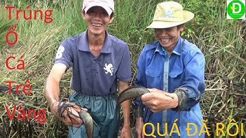 533  Tát Mương Lát Bắt Cá Ở Khu Đất Hoang - Trúng Ổ Cá Trê Vàng - Cá Lóc | Đất Phương Nam