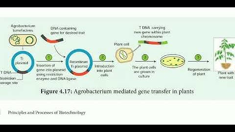 12 std Bio Botany chapter- 4 Principles and Processes of Biotechnology ( indirect or vector gene