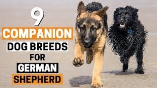 9 Best Companion Dog Breeds for a German Shepherd