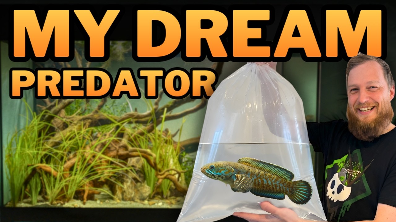 Incredible Snakehead! Channa andrao Tank Setup & Adding My Dream Fish