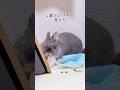 4歳繁殖引退ママが見せた初めての〇〇◯が強烈でした😳　#shorts #うさぎ #rabbit