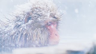 Japan's winter monkey🐒 /snow monkey park in Nagano