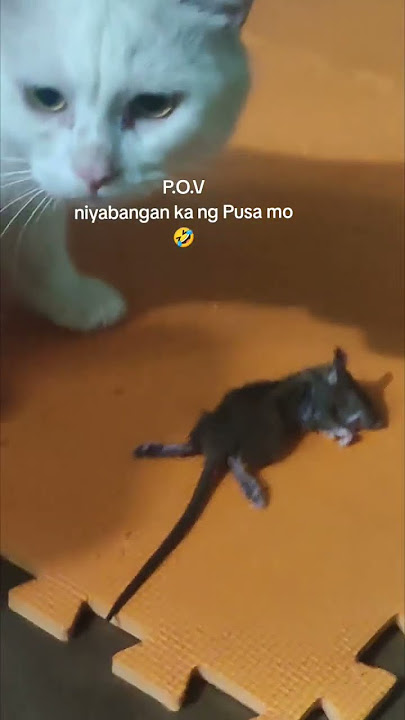 Ano Yan Beeno🤣 #cat  #catshorts #funnyvideo  #music