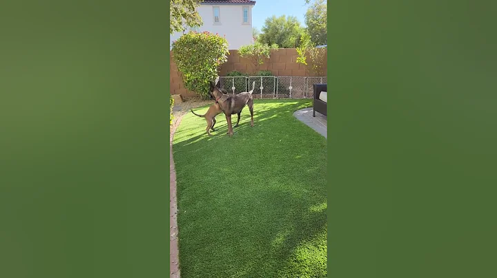 Sadie and son playing outside...
