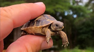 Say Hello to Marshmallow #tortoise #animals #pets