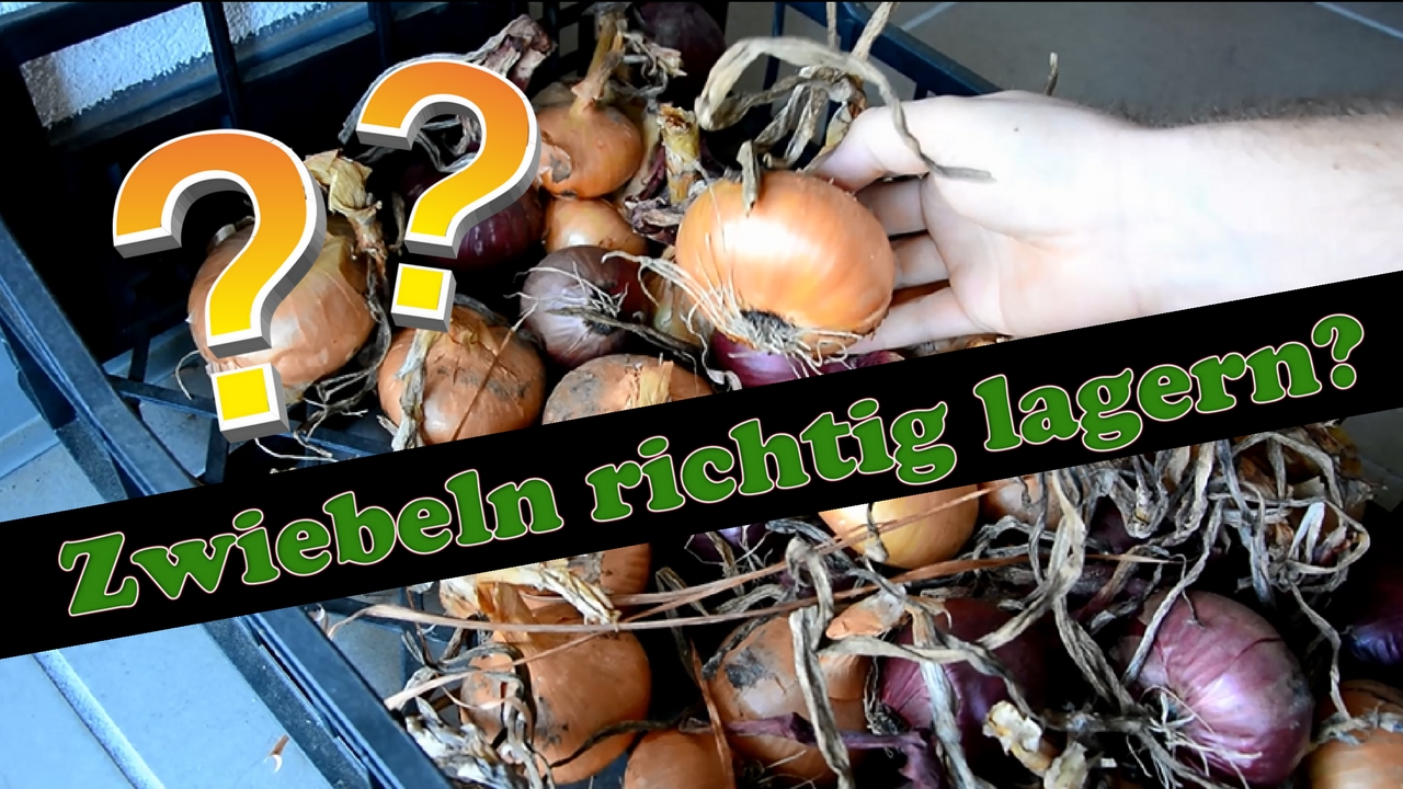 Zwiebeln lagern - Wie lange sind sie haltbar? ? - YouTube