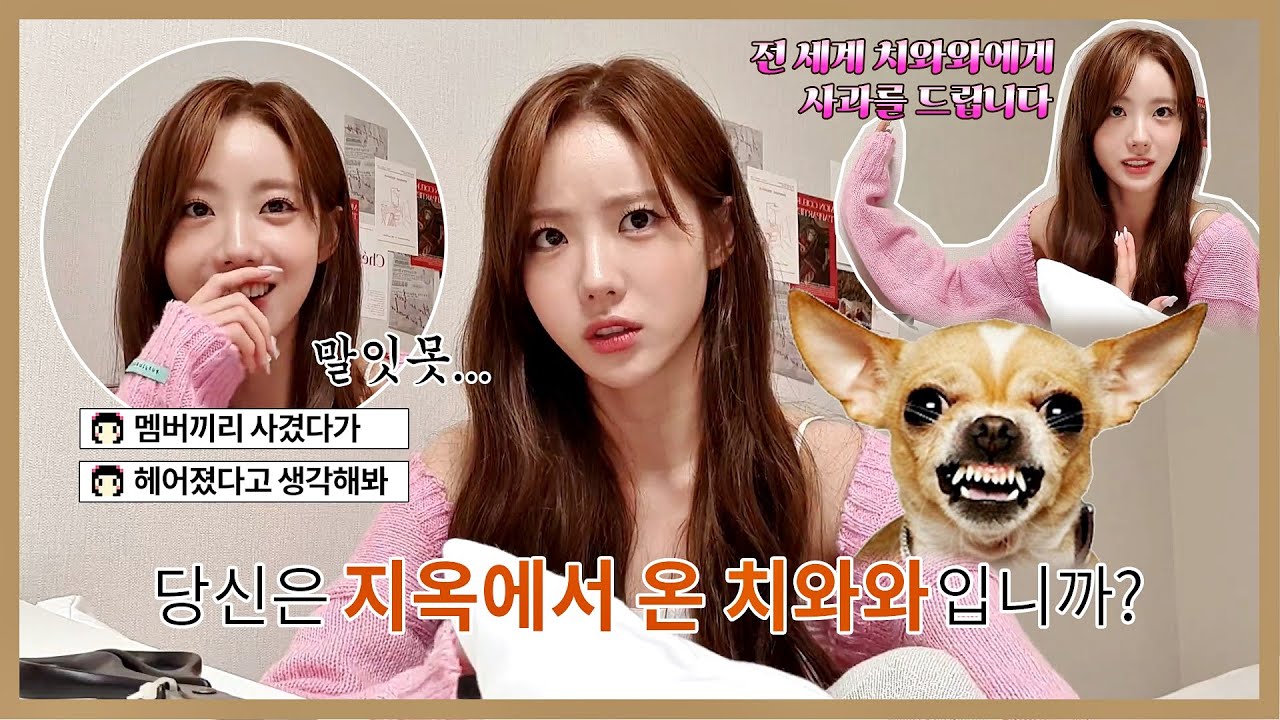지옥에서 온 치와와(?) 루다 븨앱 하이라이트🐶