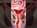 The Menstrual Cycle: Step-by-Step Explanation