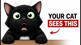 6 Strange Things Your Cat Sees That You Can’t (It’s Real)