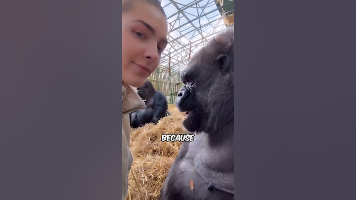 Woman is hanging out with Silverback Gorillas at her sanctuary!