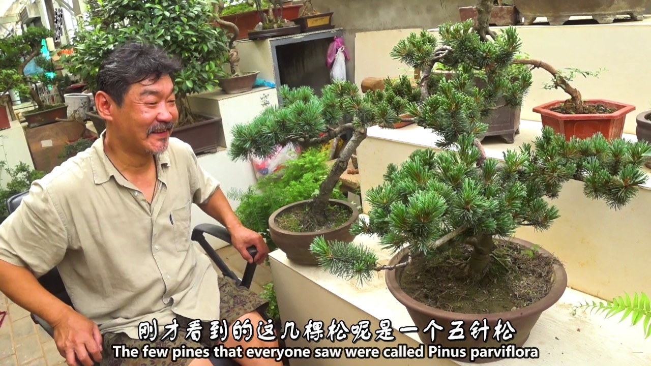 初学者应该知道的技巧，如何辨别五针松（Teach you how to distinguish