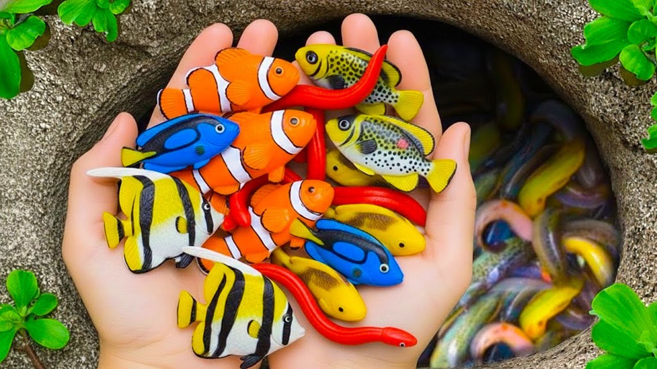 The incredible catch colorful aquarium fish in small pond baby turtle ...