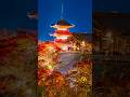 紅葉日本一!🍁紅葉満開の京都の夜が幻想的すぎた!🍁⛩️