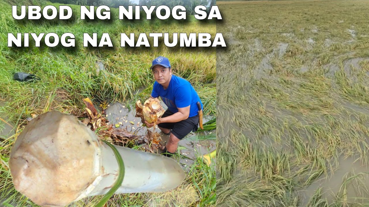 Mga niyog sa bukid natumba ng bagyo Nakakapanlumo ang mga nangyare sa Palayan😭😭😭😭😭😭😭