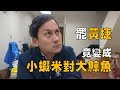 罷免黃捷，竟演變成小蝦米對大鯨魚。