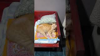 อยากให้แมวไปนอนเป็นเพื่อนกัน #teamfloof #cutecat #funnycats
