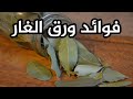 فوائد ورق الغار هل يغير طعم ونكهة الطعام كما يعتقدون السيدات 2021 