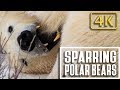 Polar Bears Play and Wrestle as they wait for Sea Ice: Nature Relaxation Therapy