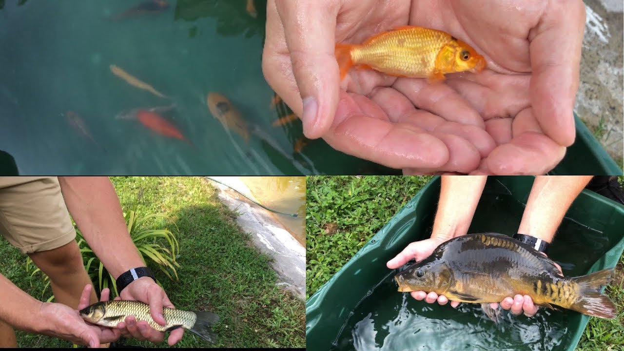 Grube ZARYBIANIE MOJEGO STAWU!!! (50 ryb ) KARP, AMUR, KARP KOI, KARAŚ KOI, JAŹ ORFA !!!😱😱😱