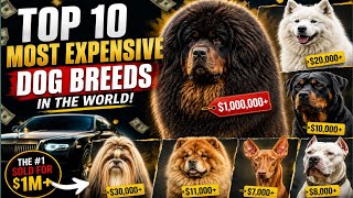🔥"Top 10 Most Expensive Dog Breeds in the World (2026)"😱😈💥 TOP DOG  Top 10 Most Expensive Dog Breeds In The World