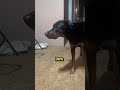 Der Hund dieses Mannes macht ihm besonders Angst! 😱