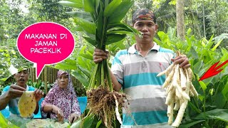 Mpog mpog irut(sagu) makanan pengganti nasi di musim paceklik