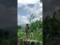 Mini vlog 42/100 muje bandaro ne pareshaan kr diya🐒😩😡#minivlog #phadivibes #villagelife #vlog