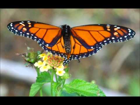 Butterflies & Moths of Costa Rica