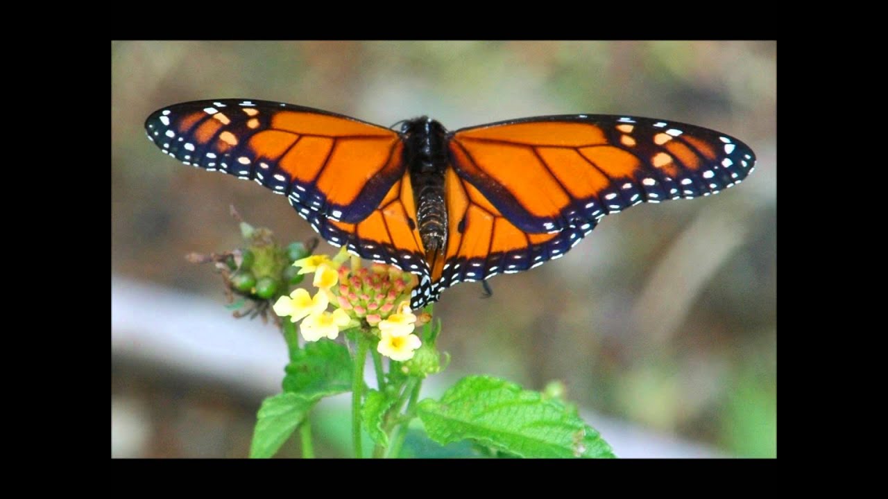 Butterflies & Moths of Costa Rica YouTube