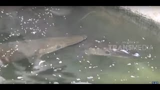 Hayo...Apa Ikan Air Tawar Yang Paling Besar?