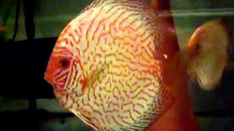 Cá Dĩa Bồ Câu Bông Tiger - Thiên Đường Cá Cảnh