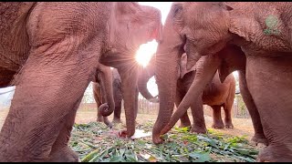 Joyous Arrival: KhamLa's Herd at ENP  ElephantNews