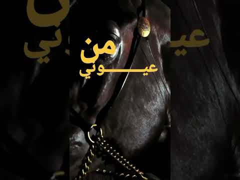 ضاعت اماني خاطري