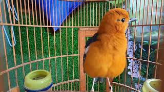 Bikin Ngeplong Cukup SEKALI PANCING,ANIS MERAH APAPUN bakal NYAUT GACOR dan Teler.