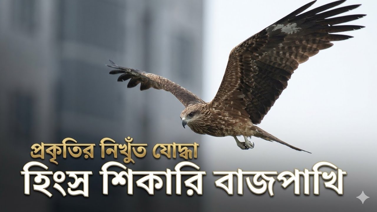  Fierce And Stubborn Bird ANIMAL 