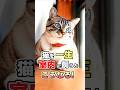 室内飼いの猫が幸せな理由!猫を室内で飼うと起こる7つのこと #猫雑学 #ねこたんの解説 #ネコ