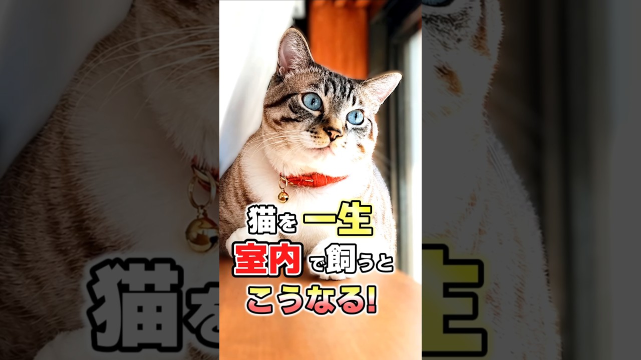 室内飼いの猫が幸せな理由!猫を室内で飼うと起こる7つのこと #猫雑学 #ねこたんの解説 #ネコ