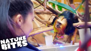 You Won't Believe these Crazy Christmas Zoo Traditions | The Secret Life of the Zoo | Nature Bites