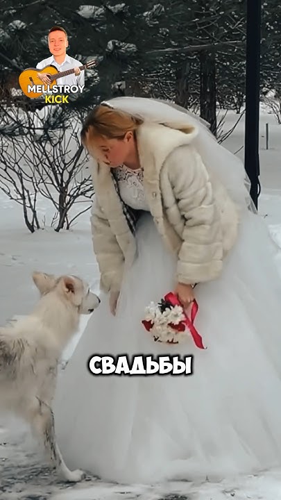 Невеста бросила жениха ради спасения собаки - YouTube