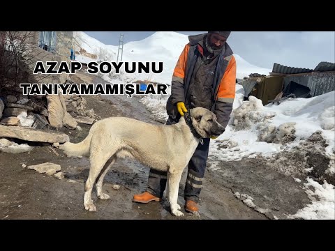 HİÇ BİRİ AZAPIN RAKİBİ OLAMAZ AZAPIN ÖNÜNDE TEK BİR ENGEL VAR ONADA SIRA GELİR