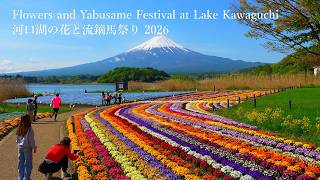 Lake Kawaguchi: Nemophila flowers at Oishi Park and the Yabusame Festival!