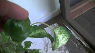 Ungrounded Faraday Cage Plant Growth Review July 2014
