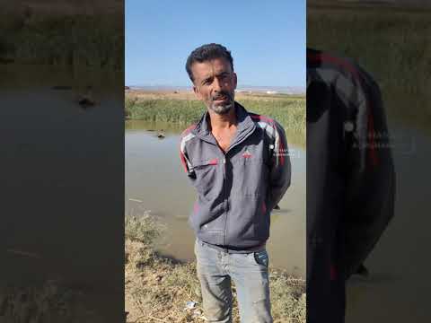 هل سمعتم بفوائد حليب ولحم الجاموس