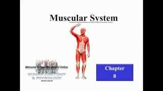 BIOL2404 Chapter 8 Muscles Part A